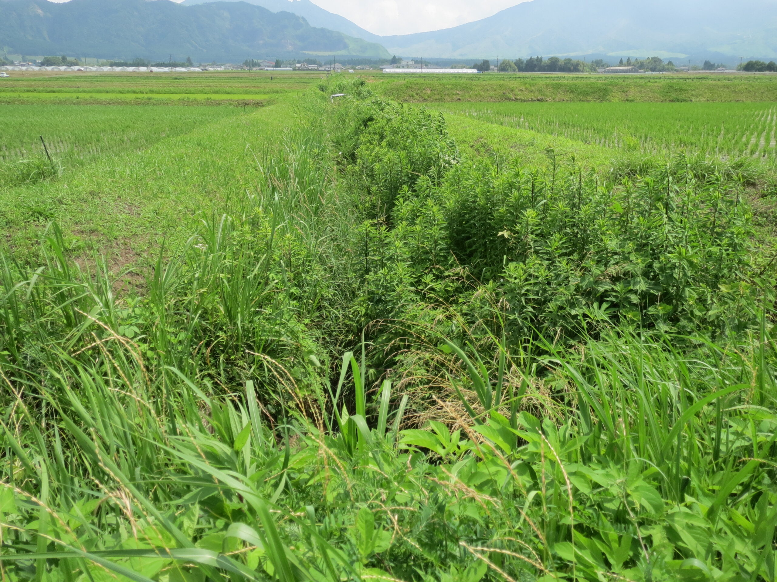 水路法面の草刈り